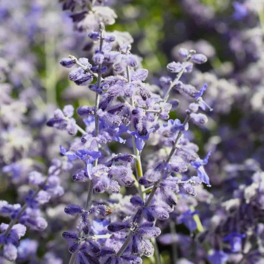 Salvia 'Blue Spire' (was Perovskia)