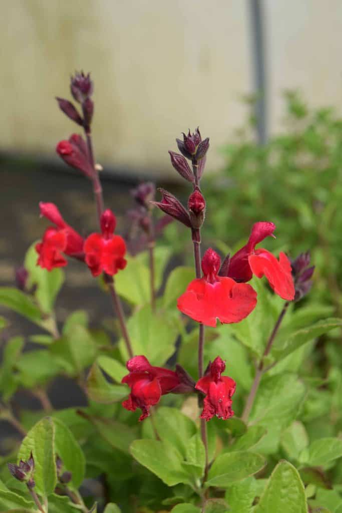 Salvia 'Royal Bumble'