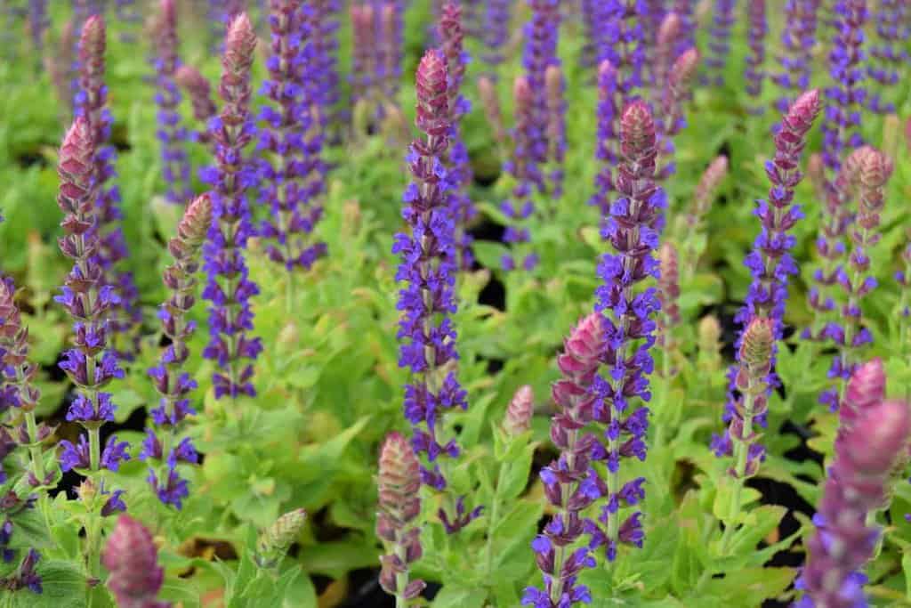 Salvia nemorosa 'Ostfriesland'