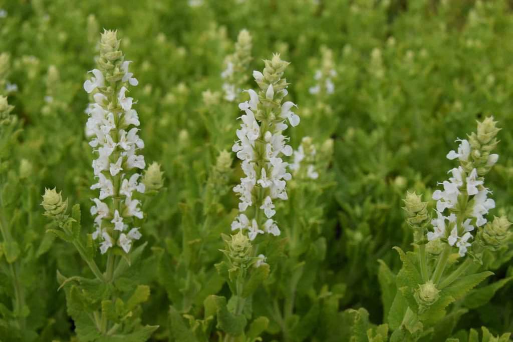 Salvia nemorosa 'Sensation White'