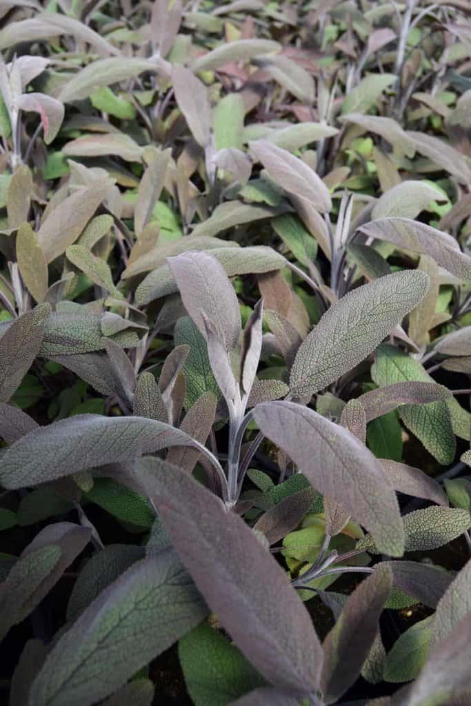 Salvia officinalis 'Purpurascens'