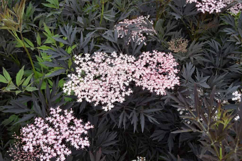 Sambucus nigra f. porphyrophylla 'Eva' ('Black Lace')