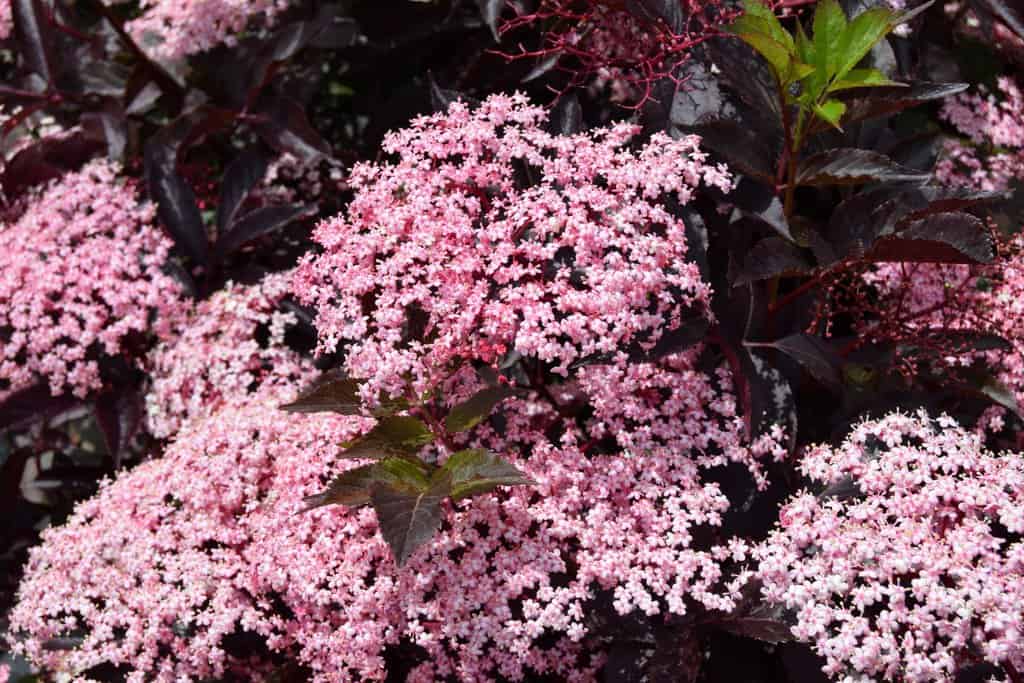 Sambucus nigra f. porphyrophylla 'Thundercloud'