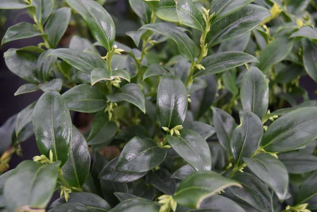 Sarcococca confusa
