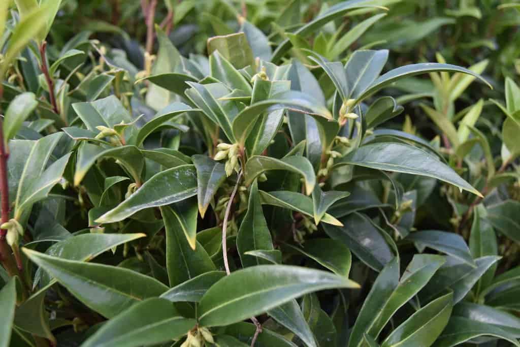 Sarcococca hookeriana 'Winter Gem'