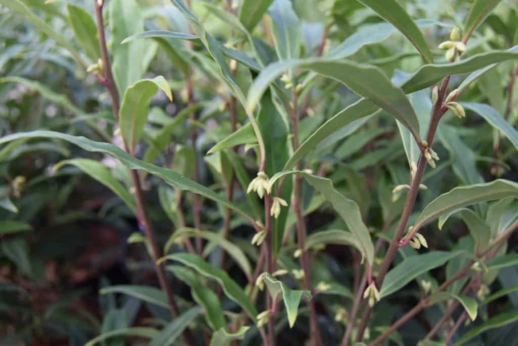 Sarcococca hookeriana var. digyna 'Purple Stem'