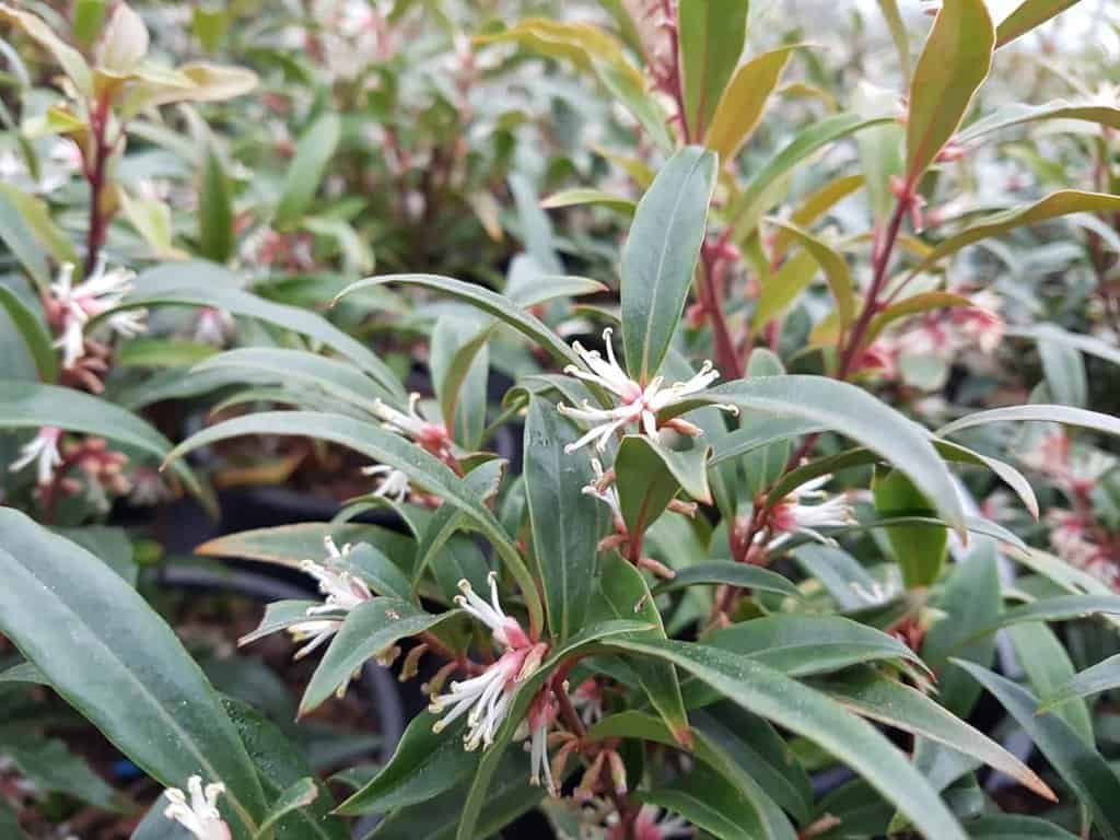 Sarcococca hookeriana var. digyna