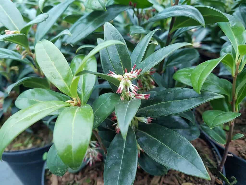 Sarcococca hookeriana var. humilis