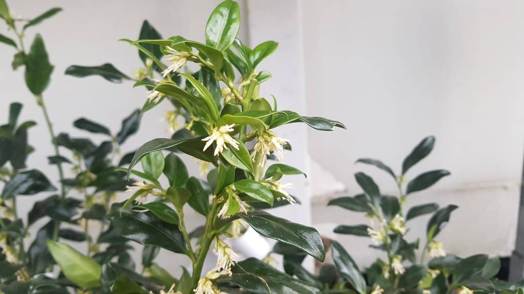 Sarcococca ruscifolia