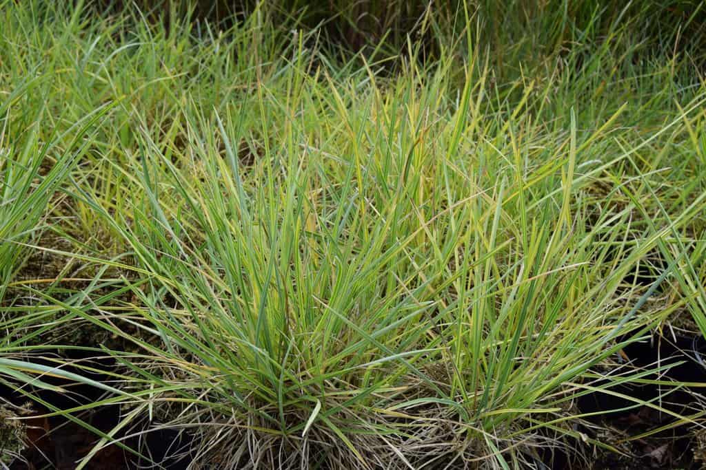 Sesleria nitida