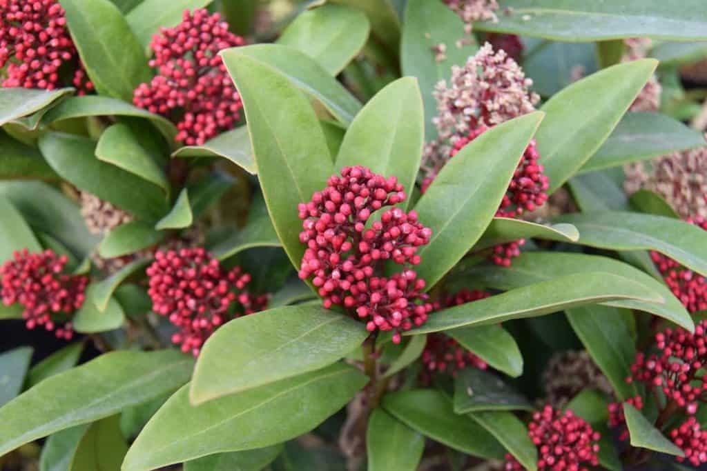 Skimmia japonica 'Rubella'