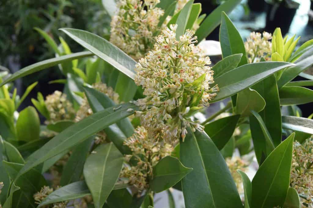 Skimmia x confusa 'Kew Green'