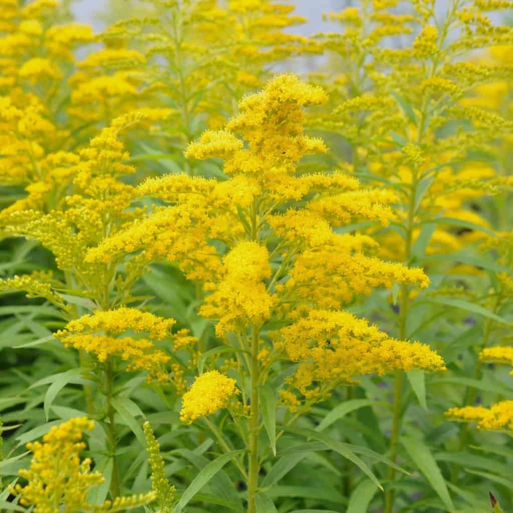 Solidago 'Goldkind'