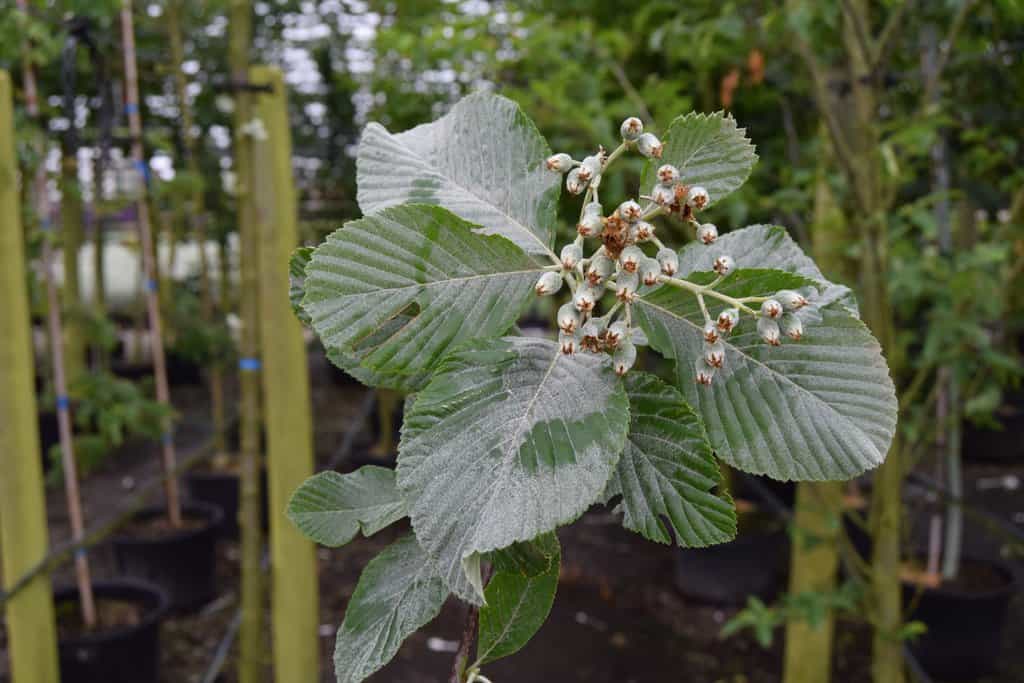 Sorbus aria 'Lutescens'