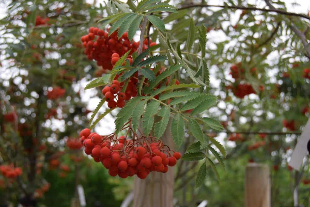 Sorbus aucuparia 'Aspleniifolia'
