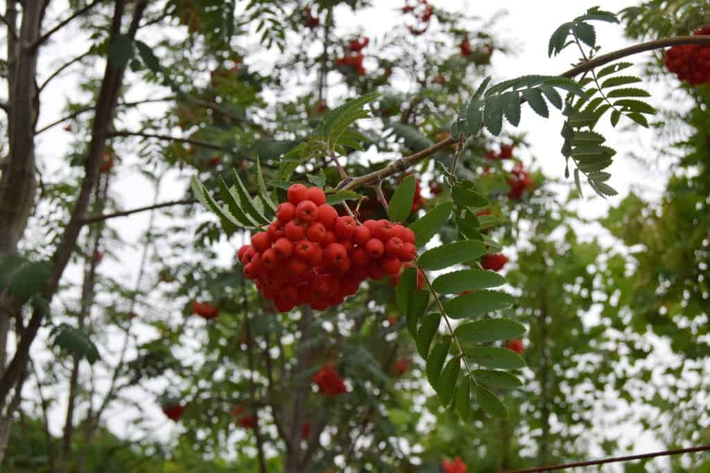 Sorbus aucuparia 'Sheerwater Seedling'