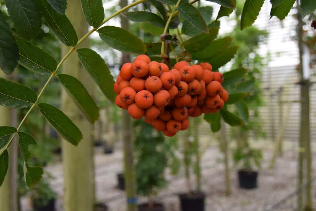 Sorbus aucuparia