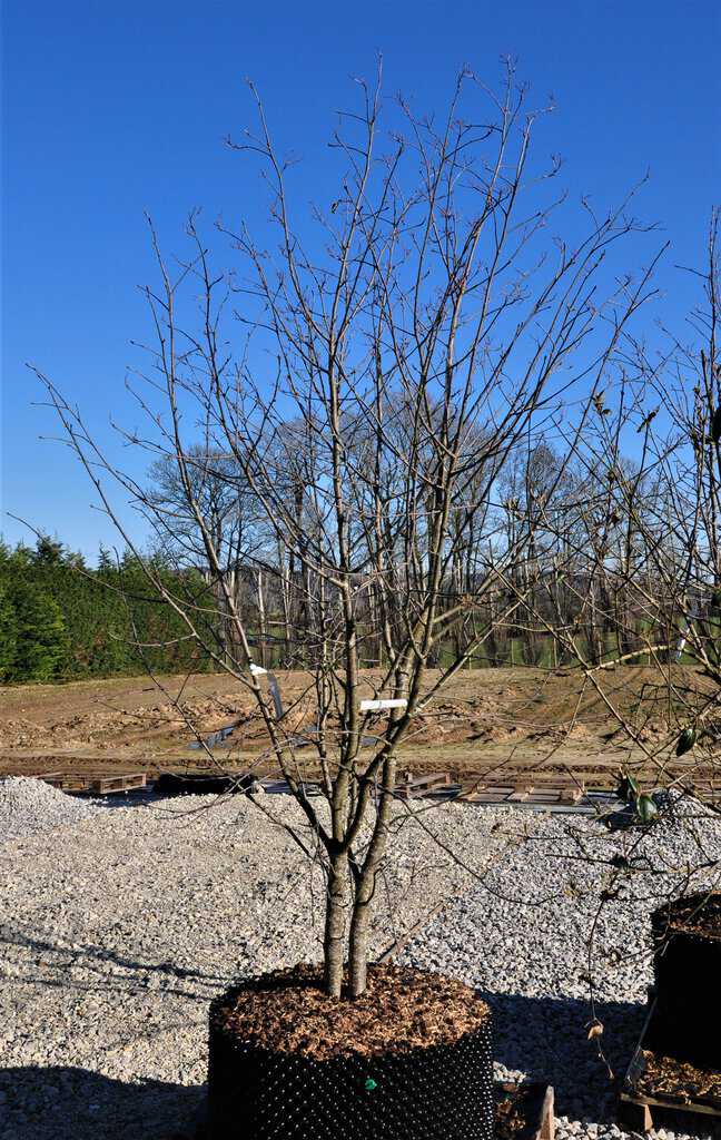Sorbus intermedia