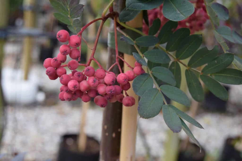 Sorbus pseudohupehensis 'Pink Pagoda'