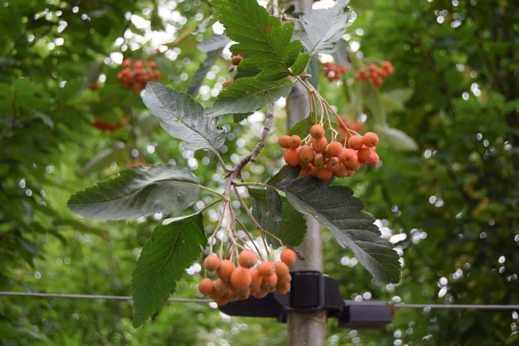 Sorbus x thuringiaca 'Fastigiata'