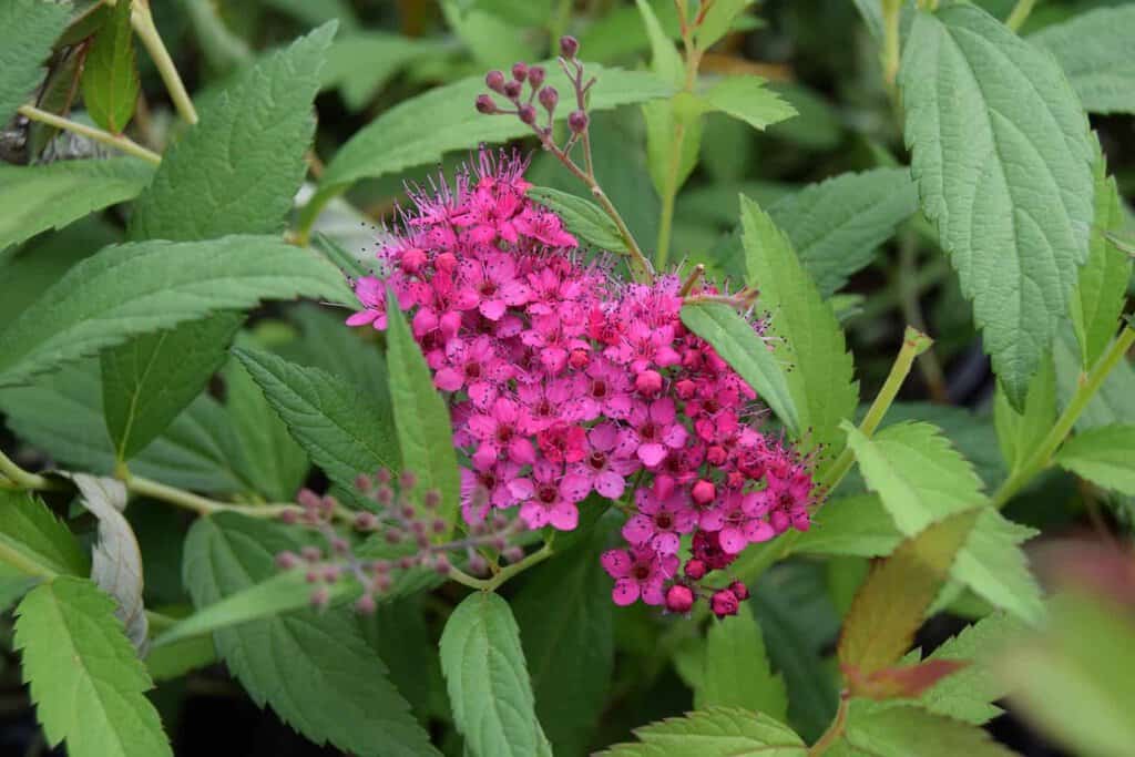 Spiraea japonica 'Anthony Waterer'