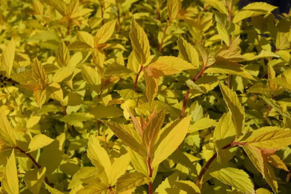 Spiraea japonica 'Gold Mound'