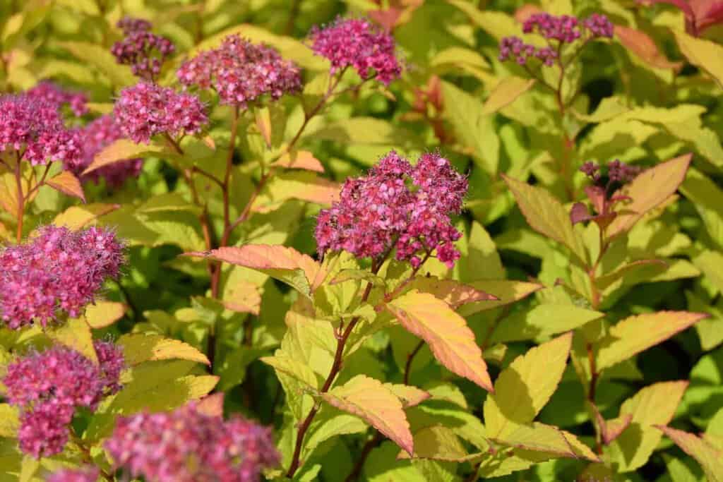 Spiraea japonica 'Goldflame'