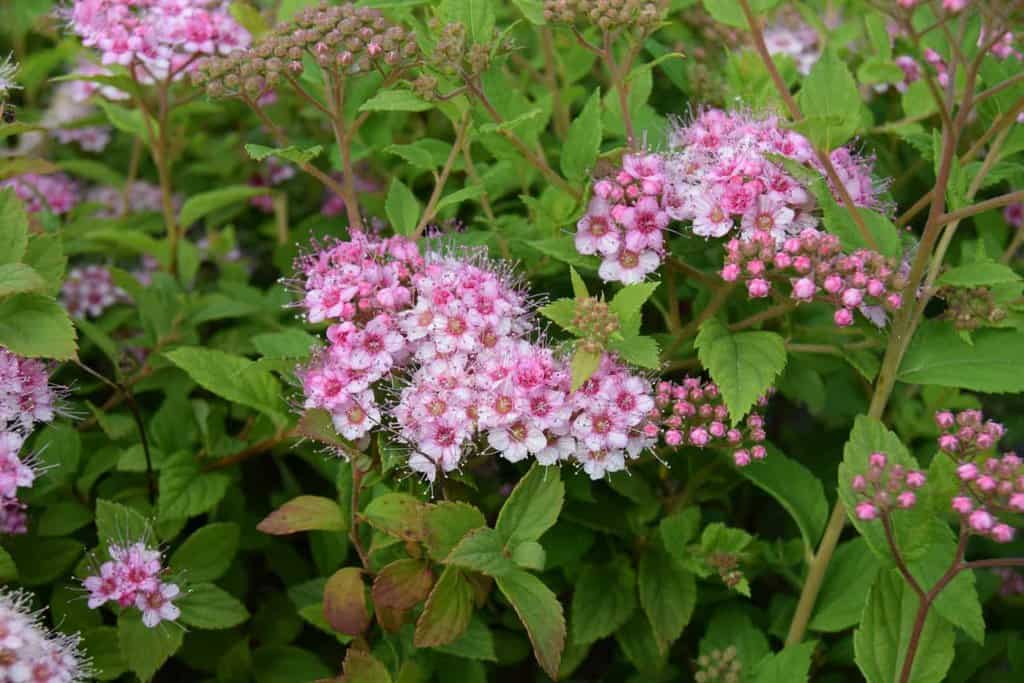 Spiraea japonica 'Little Princess'