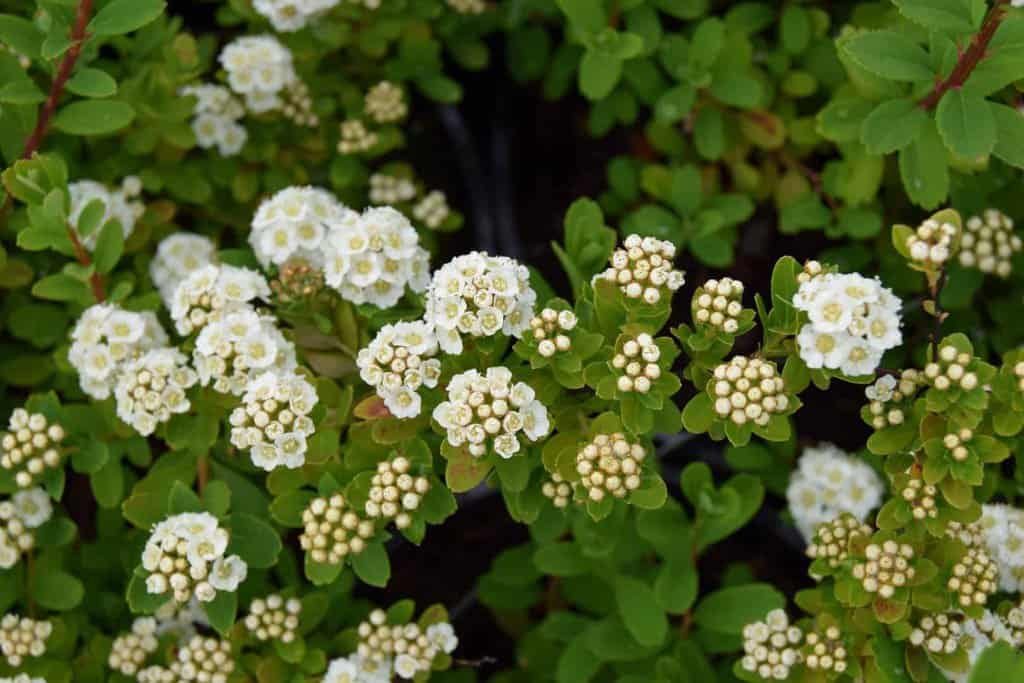 Spiraea nipponica 'Snowmound'