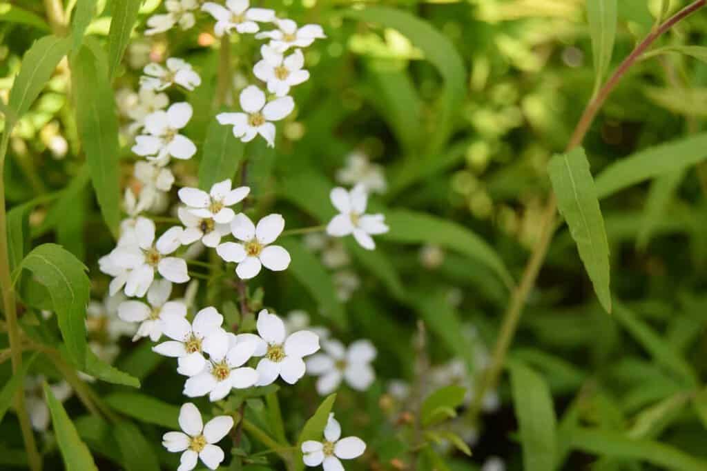 Spiraea thunbergii