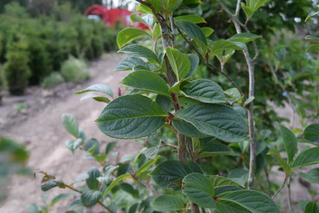 Stewartia pseudocamellia