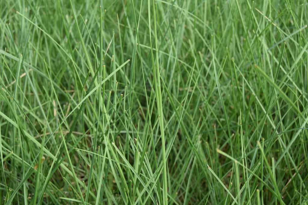 Stipa gigantea