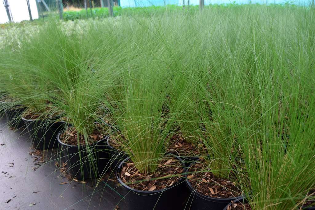 Stipa tenuissima 'Pony Tails'