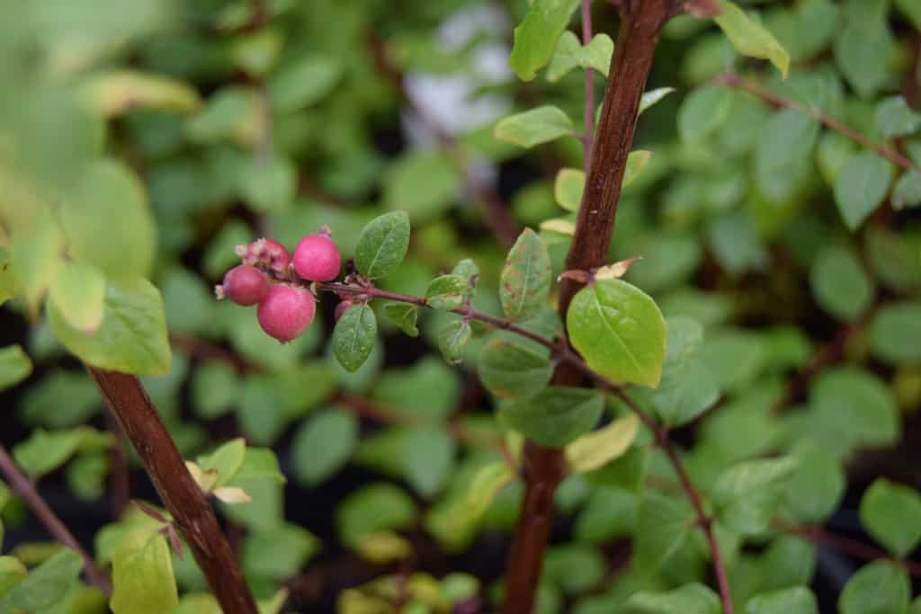 Symphoricarpos x chenaultii 'Hancock'