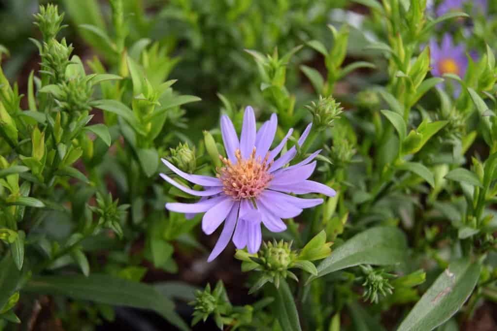 Symphyotrichum novi-belgii 'Early Blue'