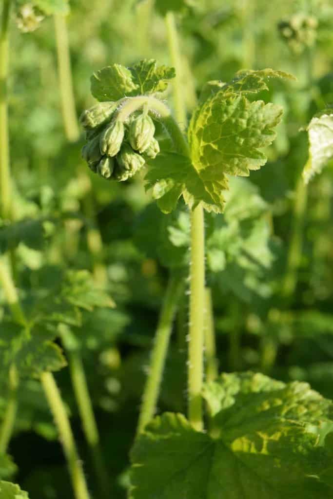 Tellima grandiflora