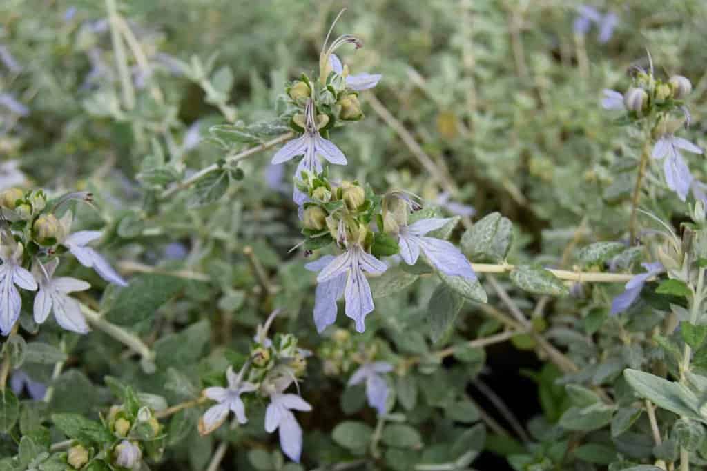 Teucrium fruticans