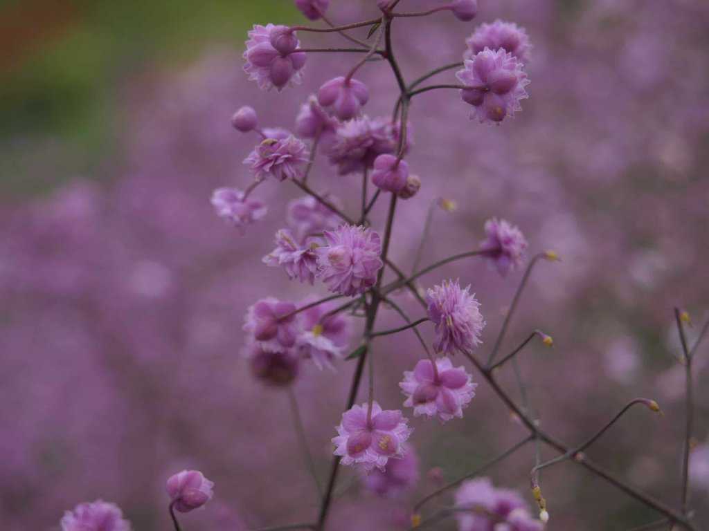 Thalictrum delavayi 'Hewitt's Double'