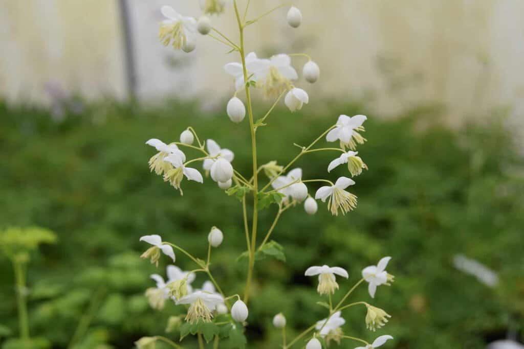 Thalictrum delavayi 'Album'