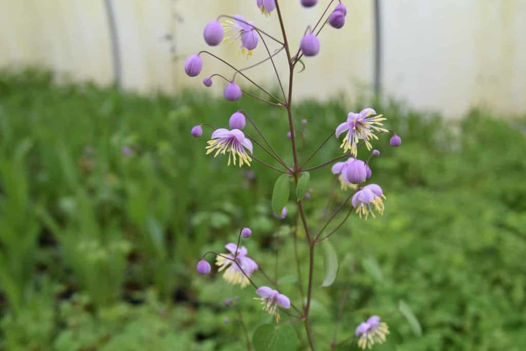 Thalictrum delavayi