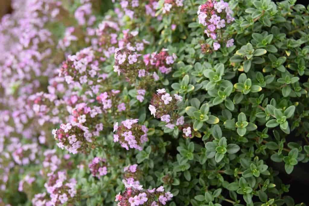 Thymus pulegioides 'Aureus'