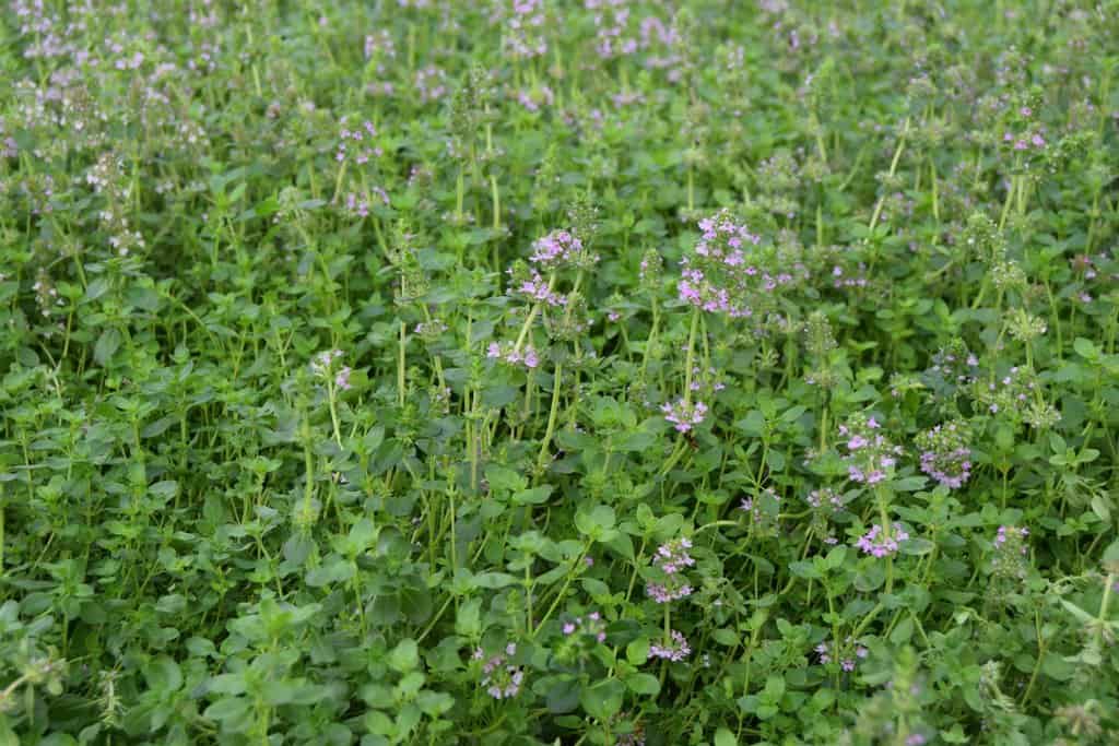 Thymus serpyllum