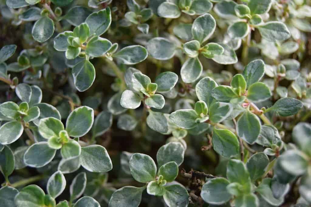 Thymus x citriodorus 'Silver Queen'