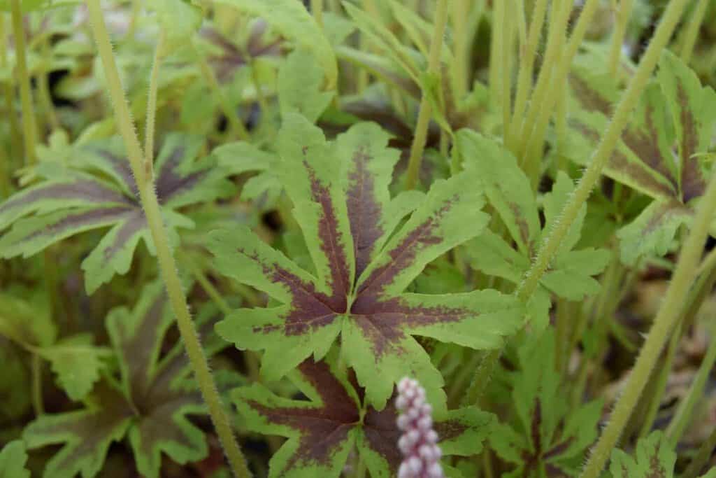 Tiarella 'Iron Butterfly' ®