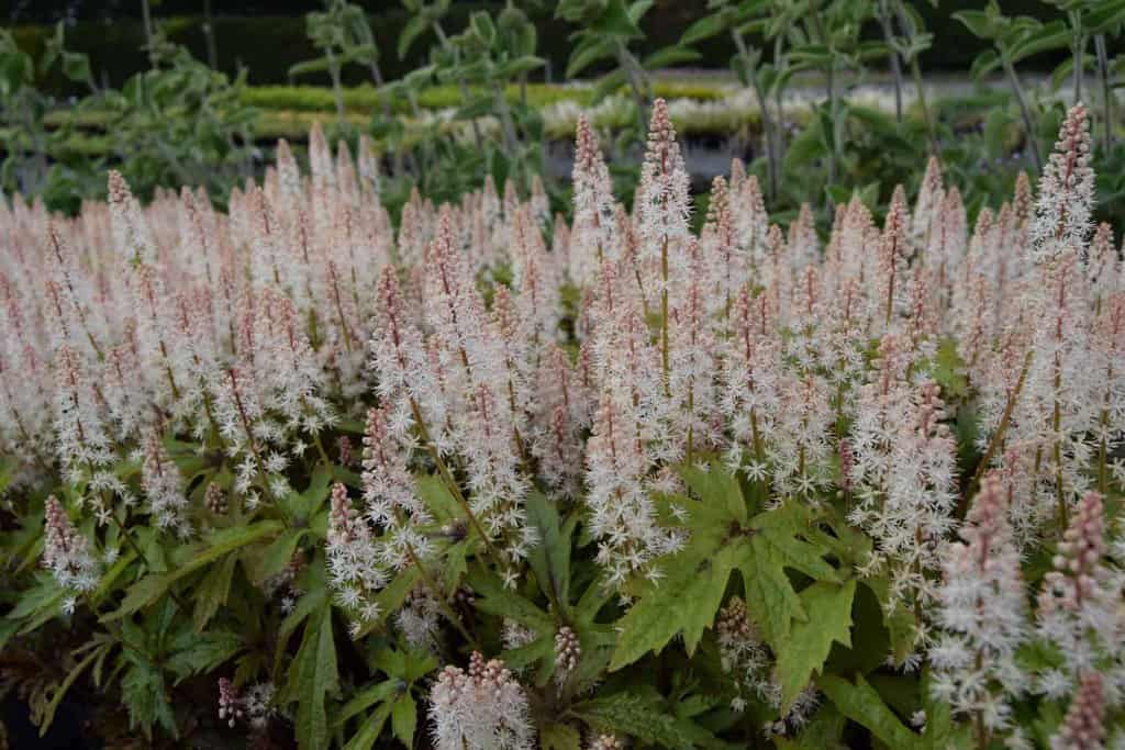 Tiarella 'Pink Skyrocket' ®
