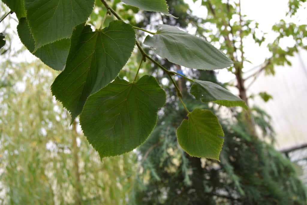 Tilia cordata