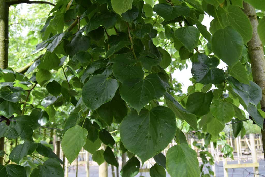 Tilia x euchlora