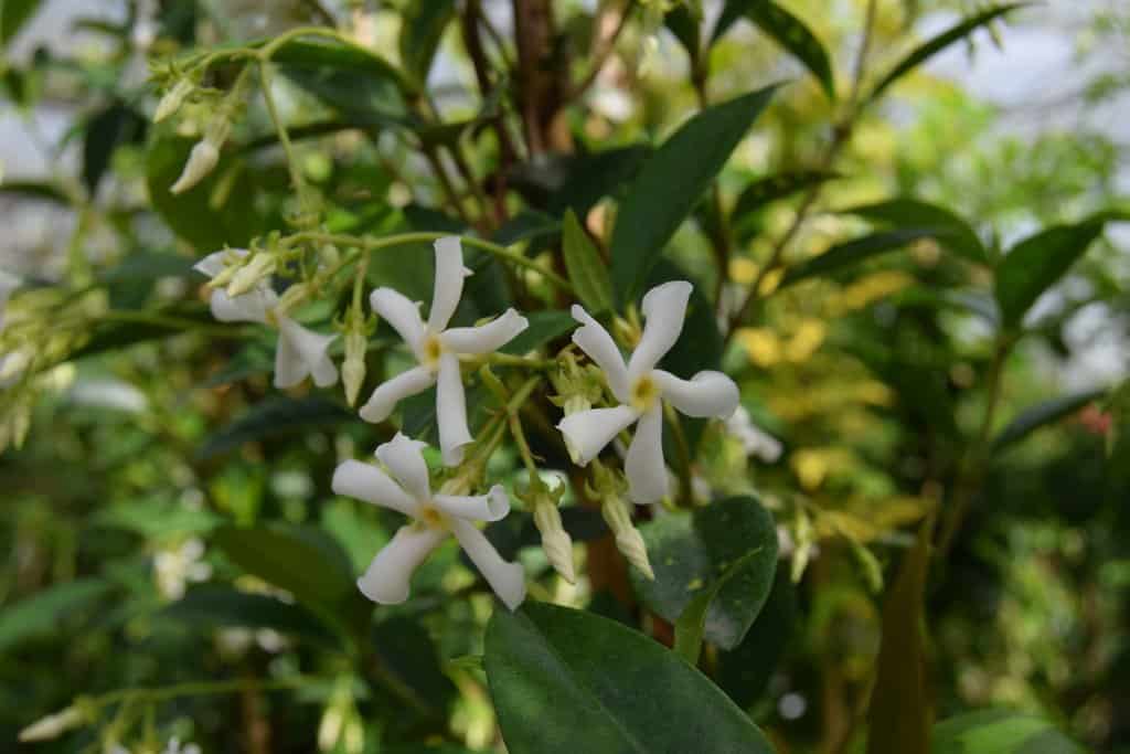 Trachelospermum jasminoides