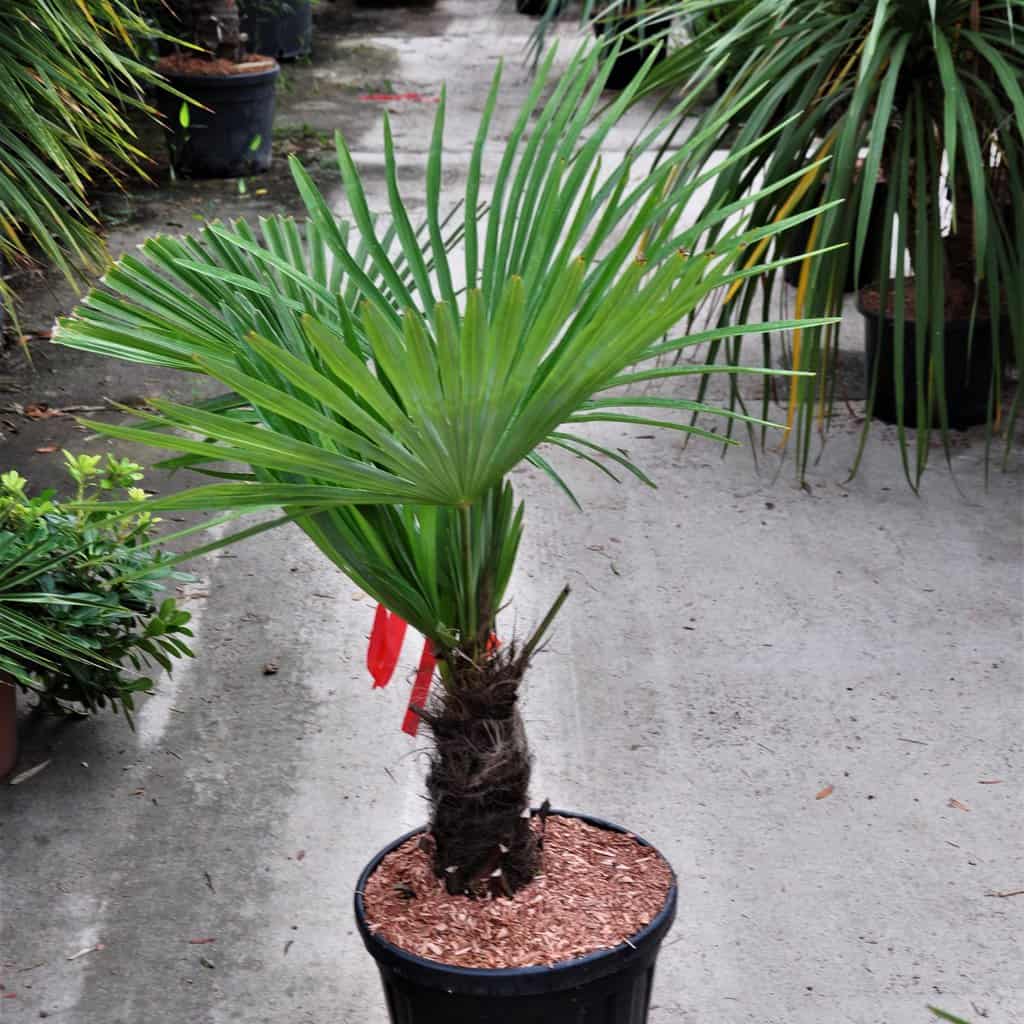 Trachycarpus fortunei