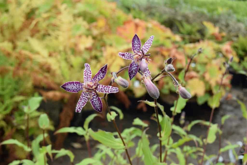 Tricyrtis 'Empress'